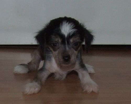 Superlines Lovely Elpida