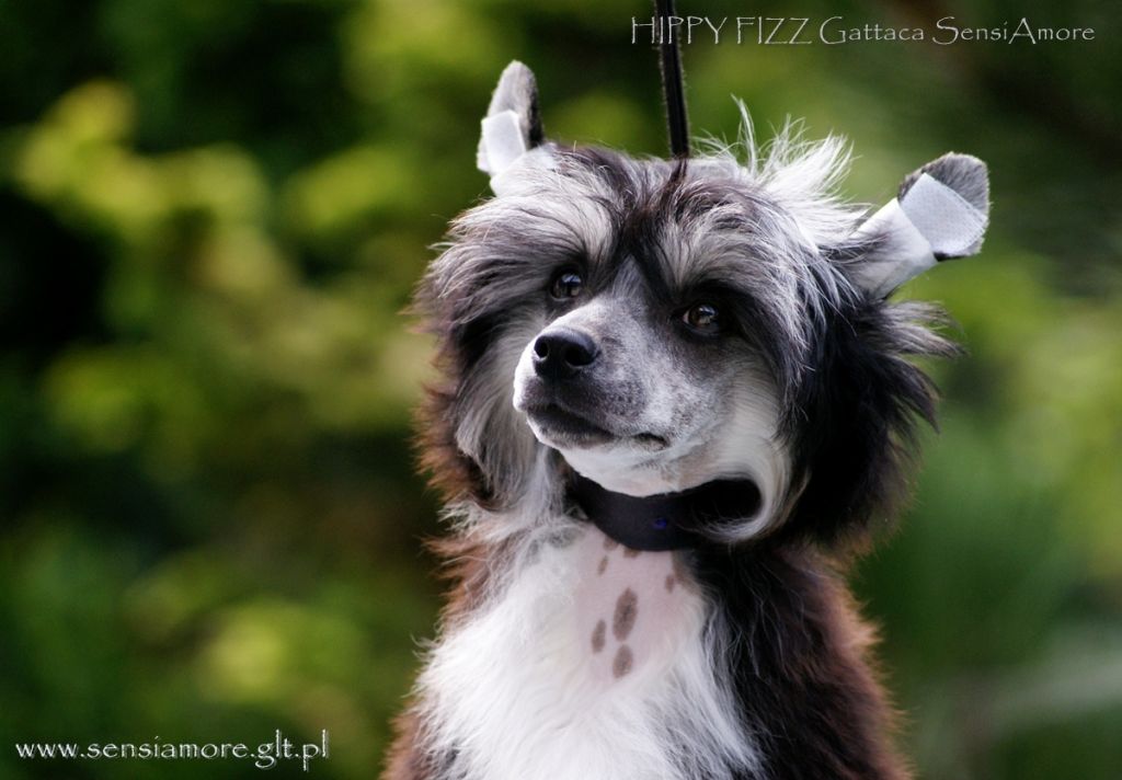 Hippy Fizz Gattaca Sensiamore