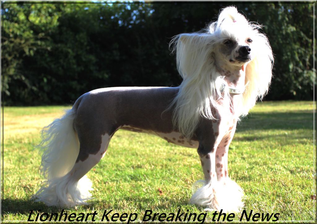 Lionheart Keep Breaking The News