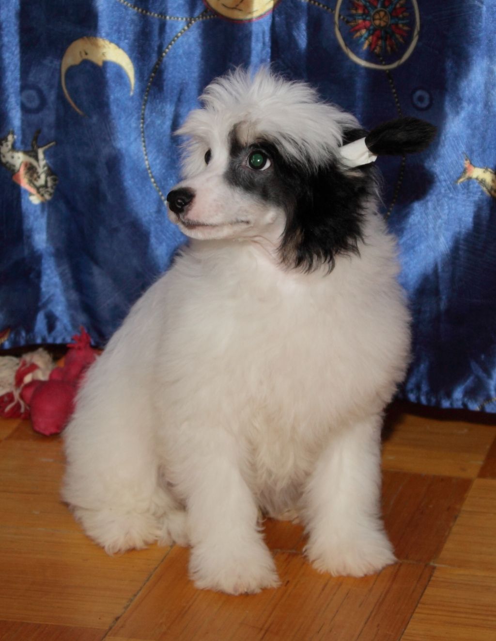 Premier Mari Maksemiliano