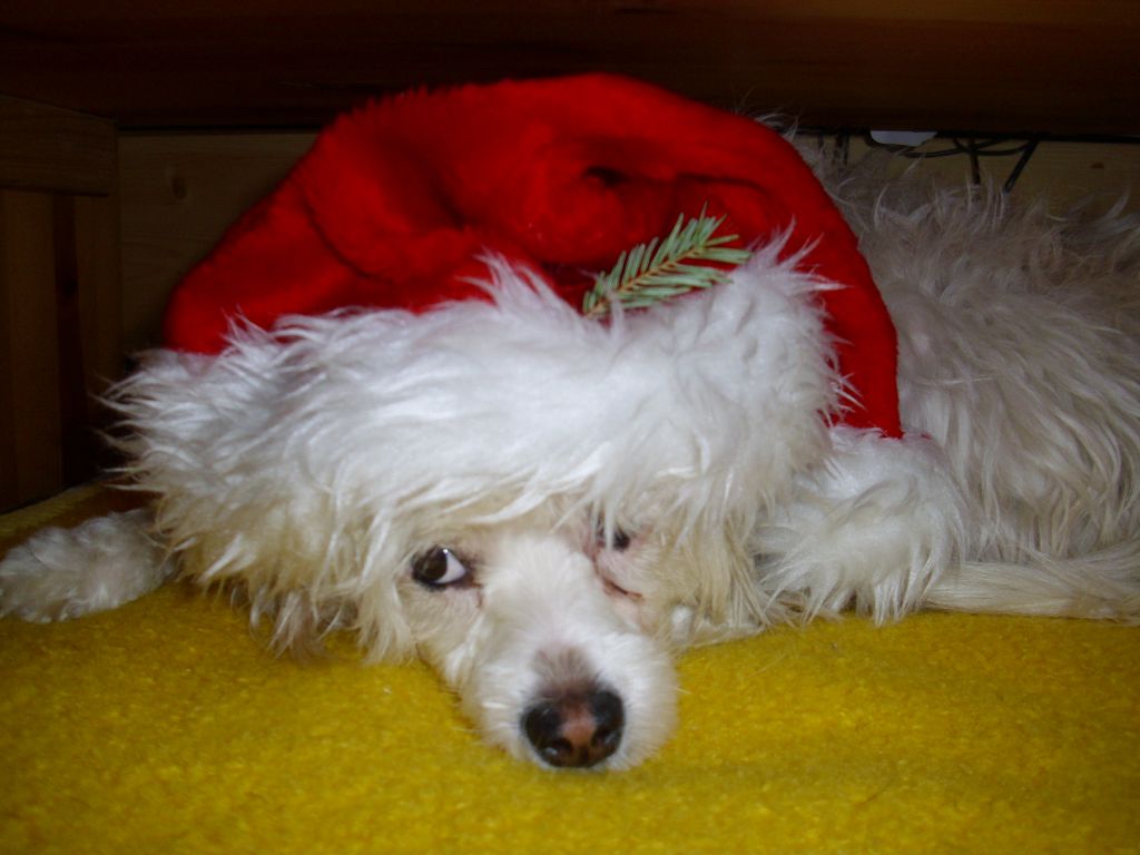 Clio von Dolce Diamante