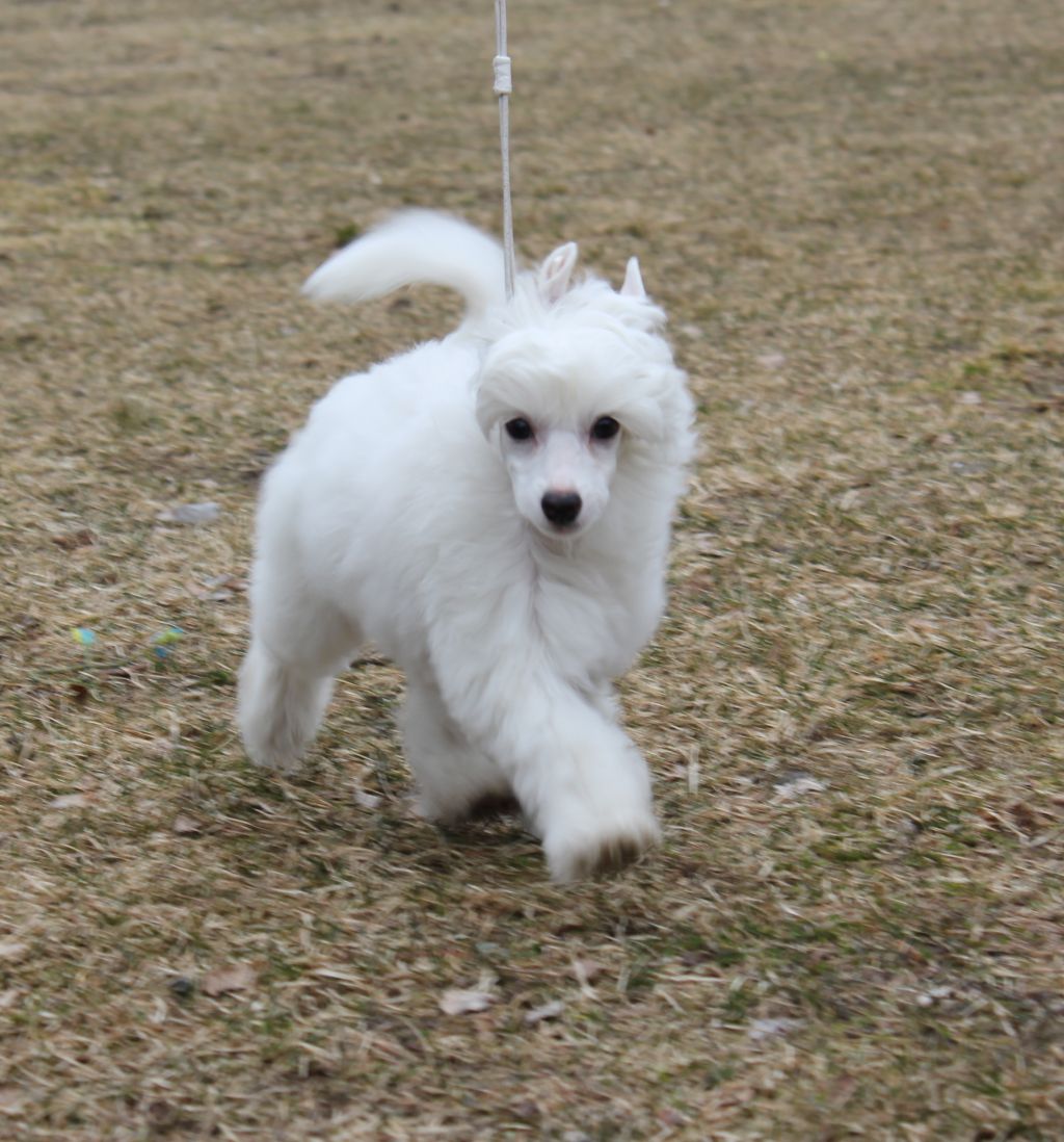 Le-Rauge's Artax Never Ending Story