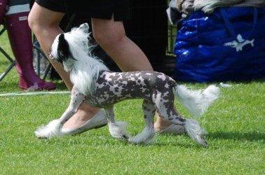 Le-Rauge's Alice In Wonderland 