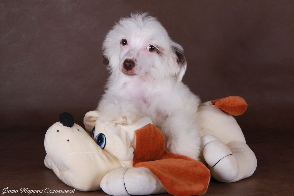 Opus Palmare Utterance Of Glory