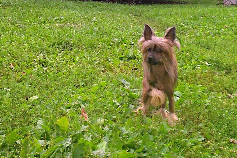 Amalina'S Brusnichka Yagodka