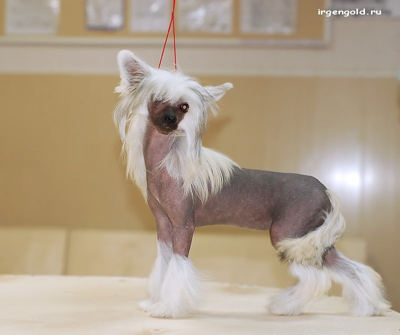 Irgen Gold Gabrielle Chanel