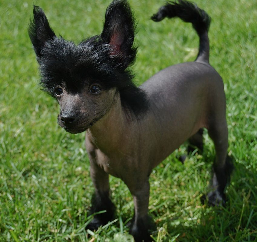 Shandor's Lillemy Lipstick