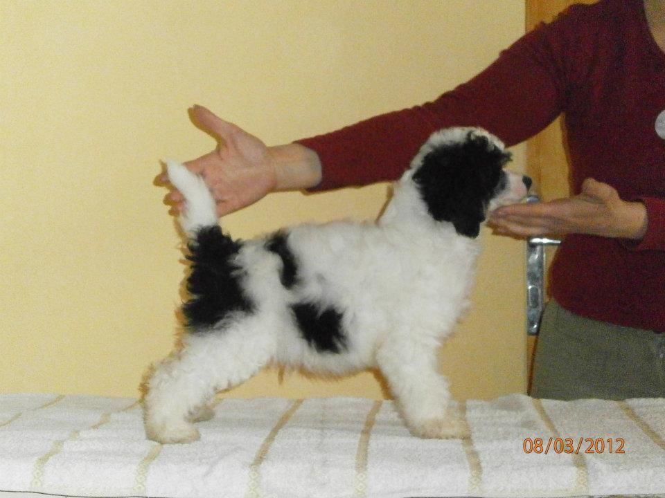 Dylan Gauliter Little Magic