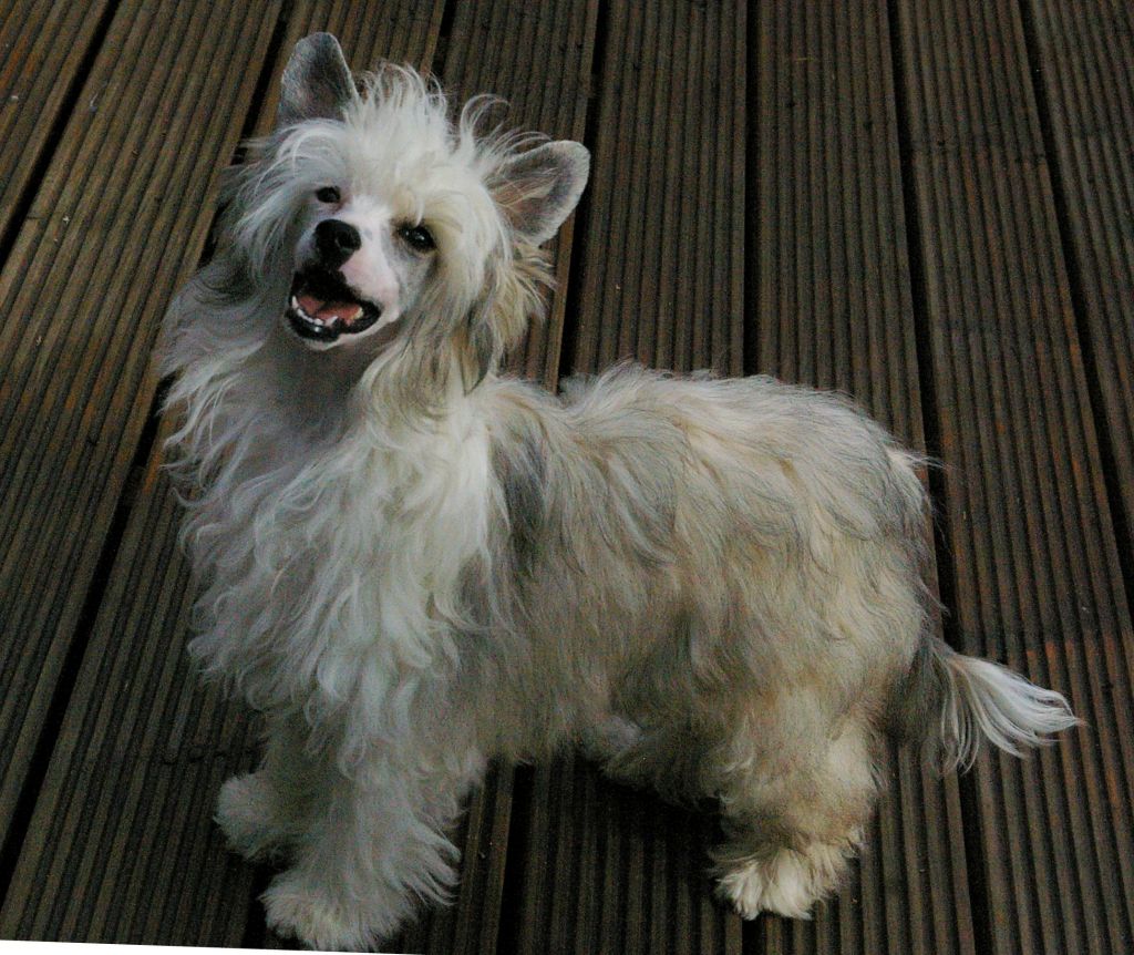 Teezerman von Shinbashi