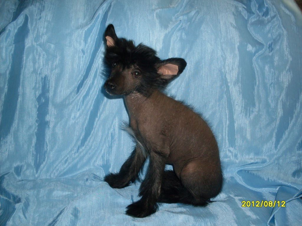 Anzhelika Negre Bellesa