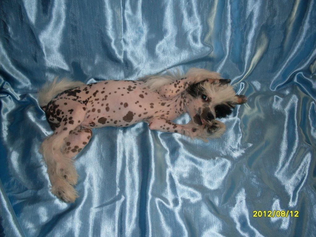 Askanio Nero Su B'yanko