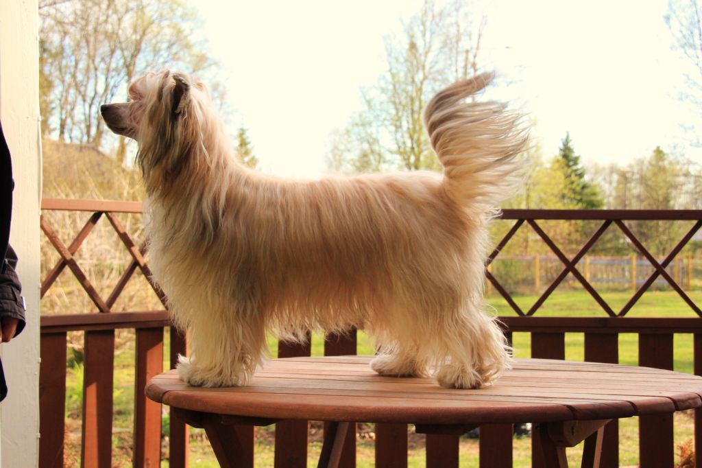 Fantasy Fairytale's Andalusian Night