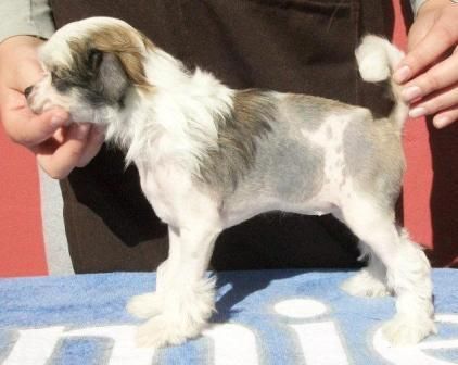 Lúthien Praia do Sossego e Iris Azul