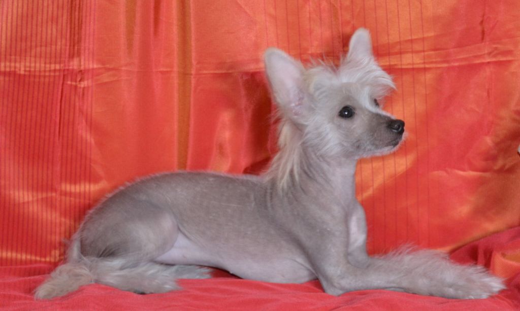 Deya-Feya  Almas-Alana