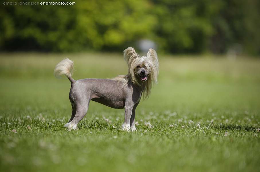 Tiffani Three in One de Fageiro