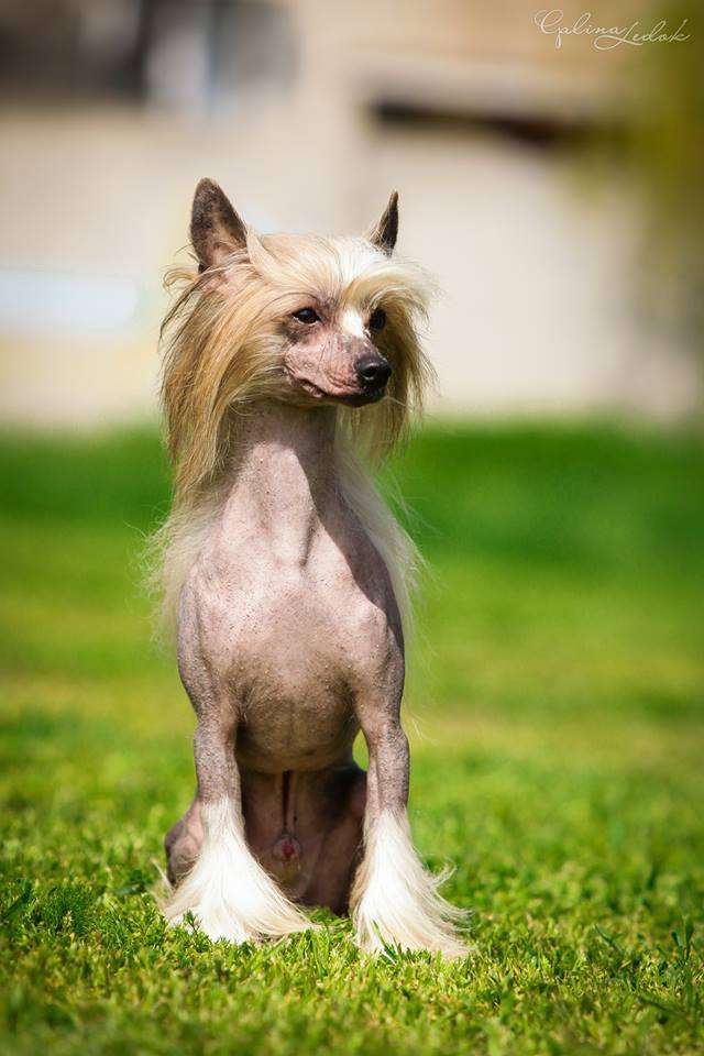 Tropicano,The Exotic Temptation de Fageiro