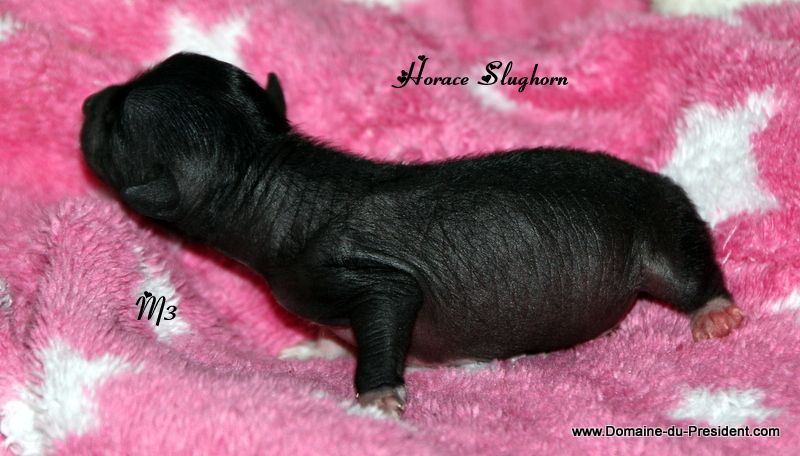 Horace Slughorn du Domaine du Président