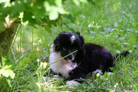 Helga Hufflepuff du Domaine du Président