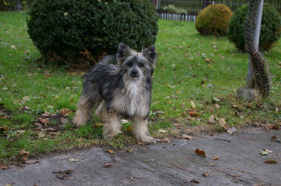 Brumaire Toutou Velu