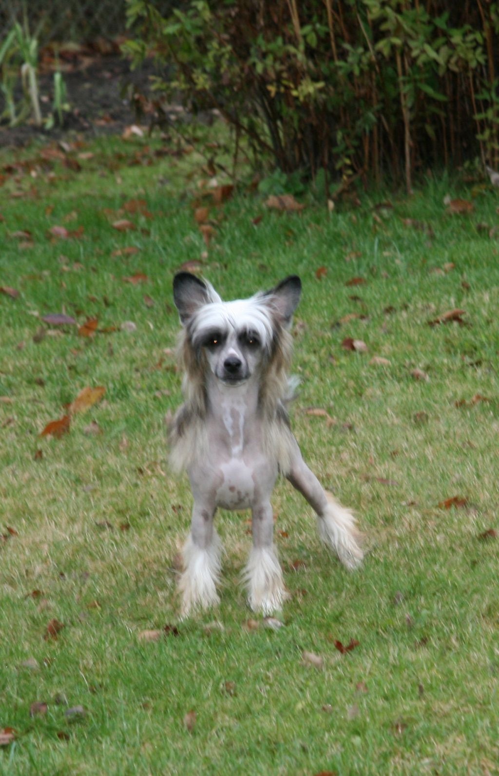 Ridgecrest's Swedish Weapon