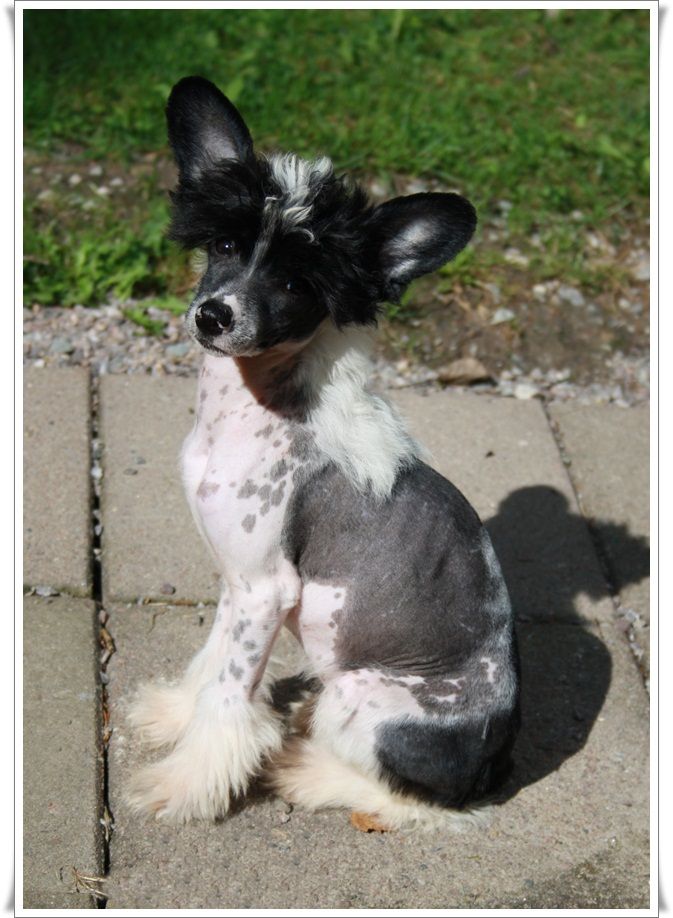 Frenja I'M Just A Babe