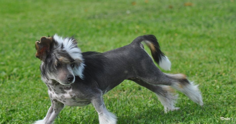 Poulot's Getting My Bling On