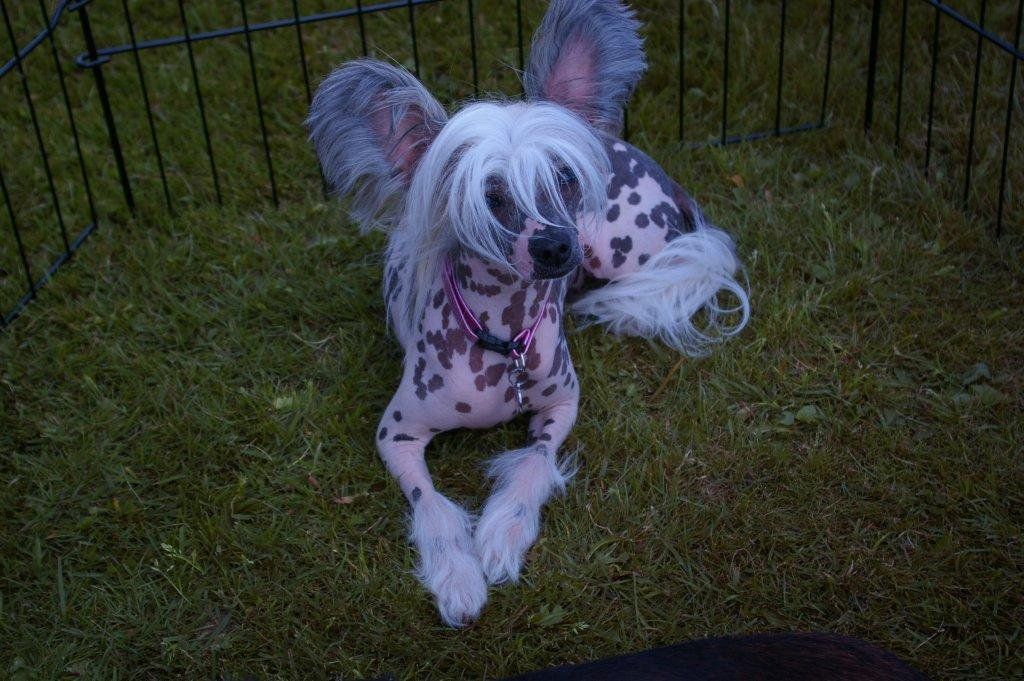 Rowdy Angels Hurricane