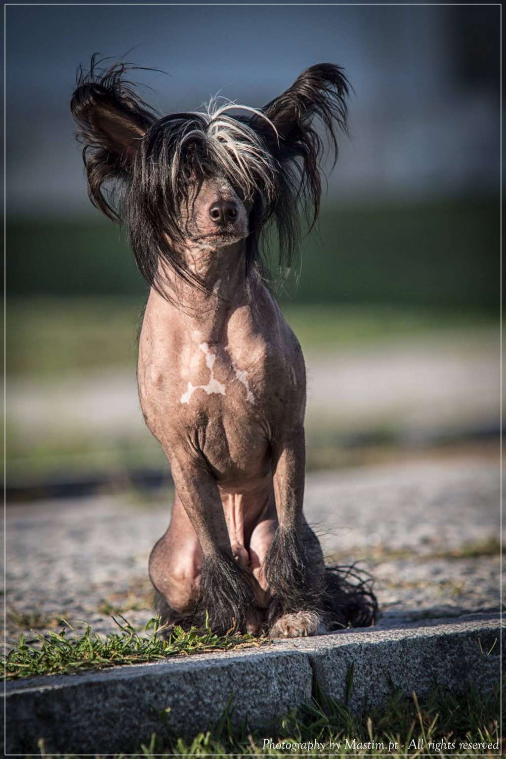 Black Jack de Boscardini