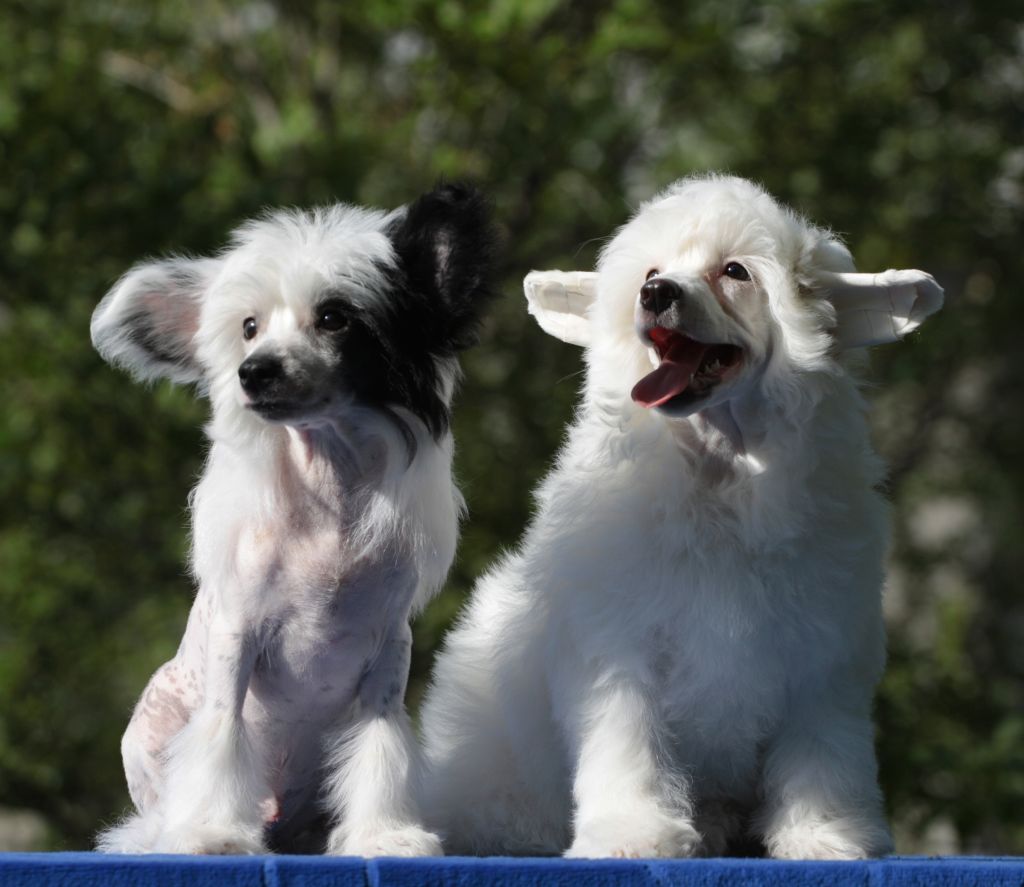 Irbis subjugator of tops