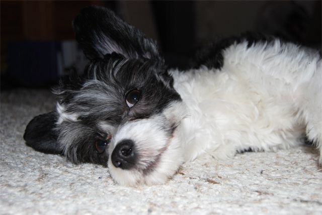 Love Bites I Stole Your Love