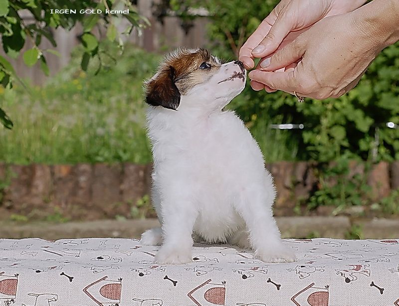 Irgen Gold Dana Belana