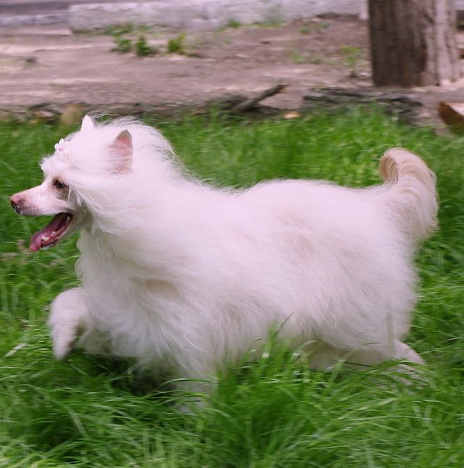 Angelica Marquise of Angels