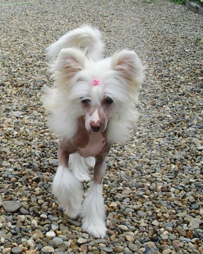 Amedeya Goldi Nika Stars