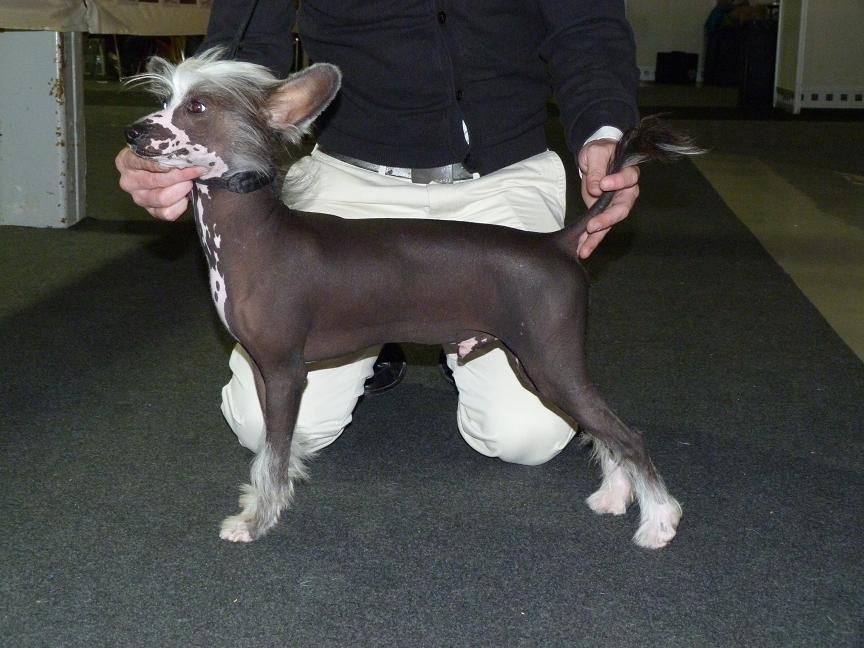 Acrux de Saphire Star Soul