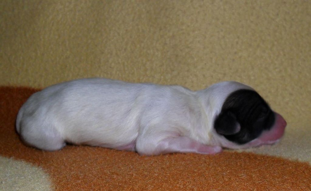 CAMÉLIA white Chose Savente