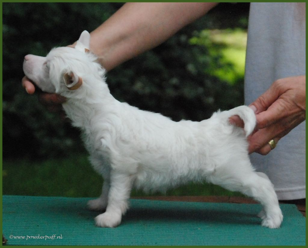 Bold And Beautiful of Roxy's Pride