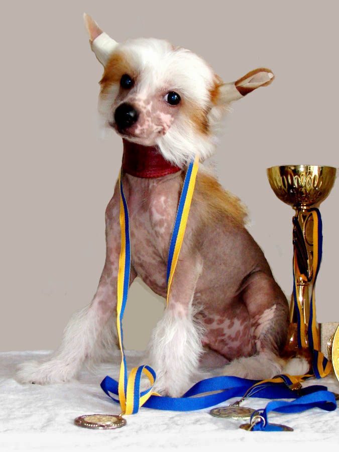 Dede Depardieu Vittoria dell Amore