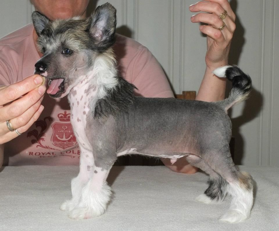 Sunstreaker Moonlight Shadow