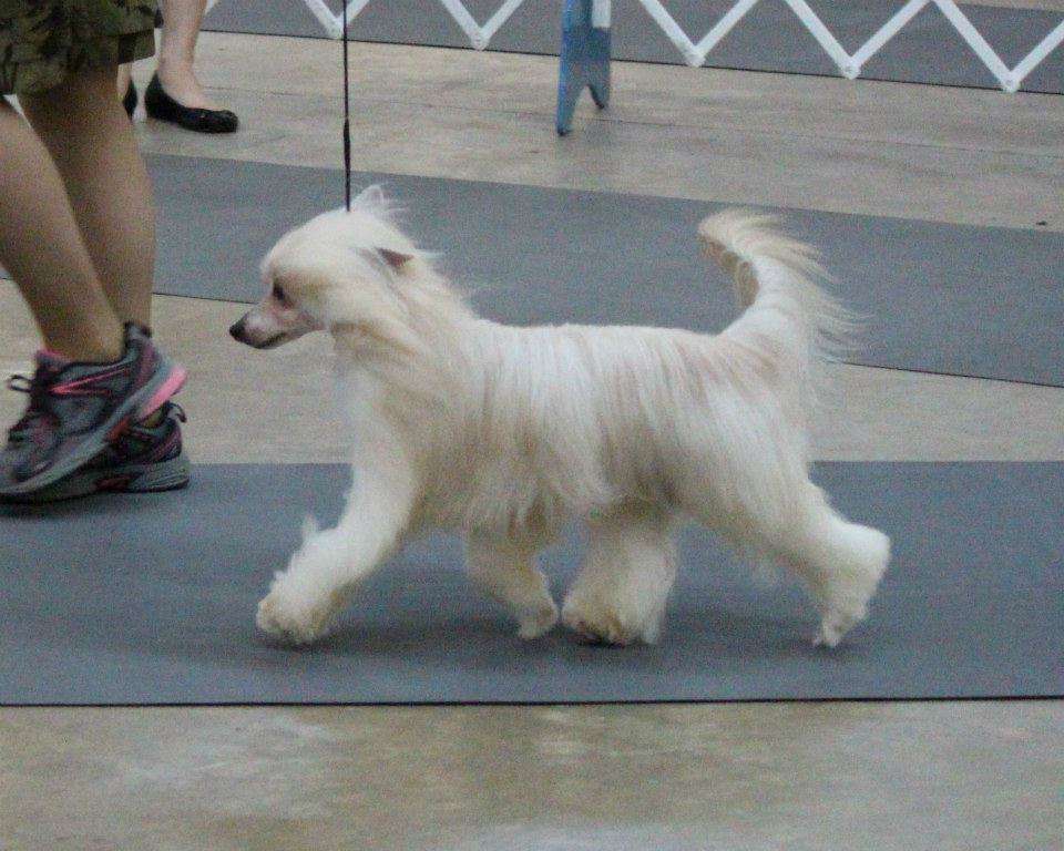 Koridawn Alydar Goodnight Blue Moon