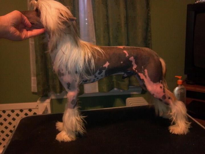 Koridawn N Zhen Tangled Up In Blue