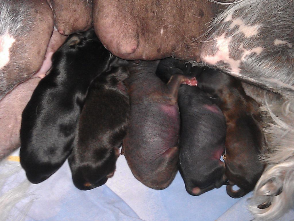 Oks Company  Mona Lisa