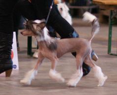 Anna Sky Kennel Zlata Princess