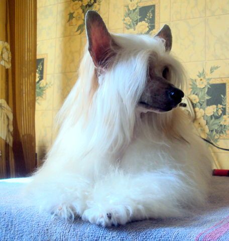 Anna Sky Kennel ZaZu Little Bird