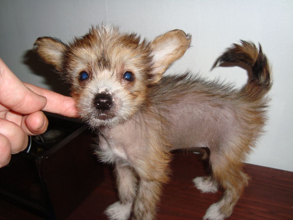 Tasselitens Lovely Lowa