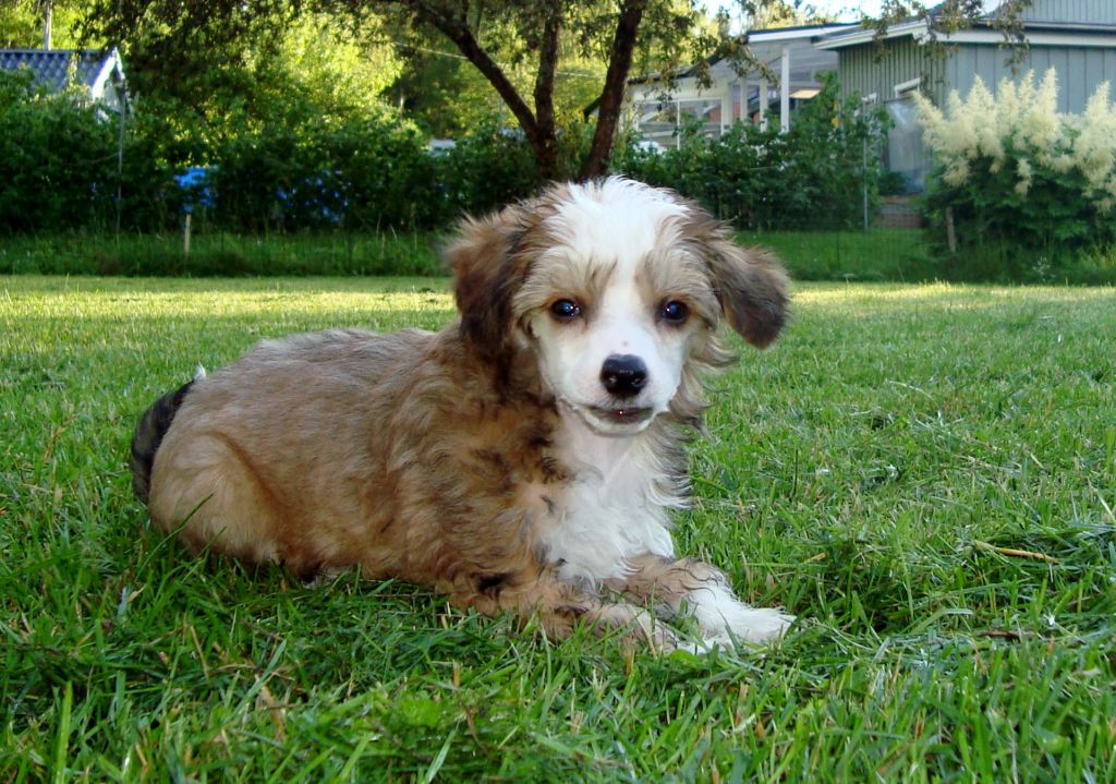 Tasselitens Lord Calvert