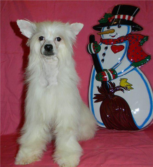 Ognenny Lotos  Istinnaya Ledi Liling