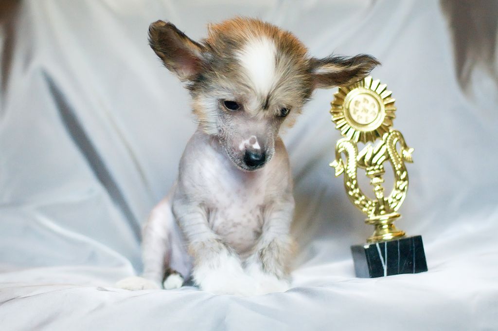 Karnelius Elisei Tsarskiy Syn