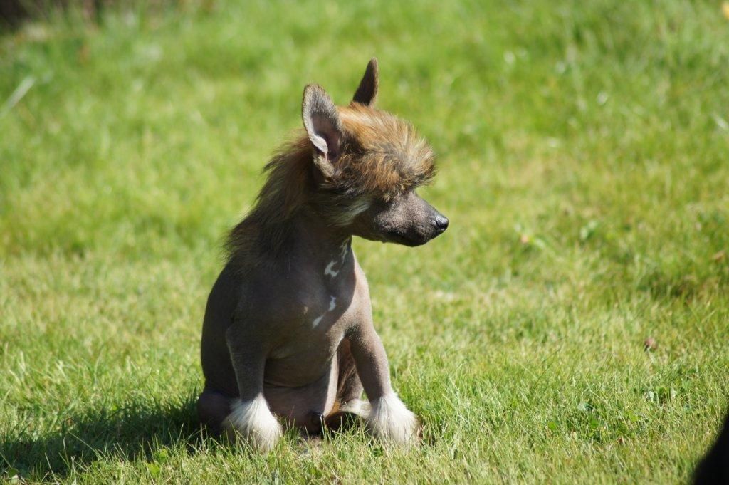 Djamal King of Diamonds