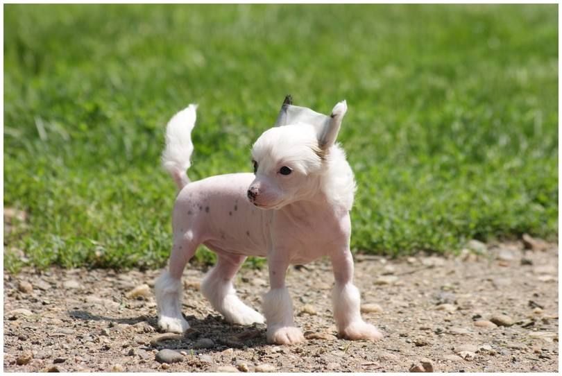 Hamour Du Coeur Des Tenebres