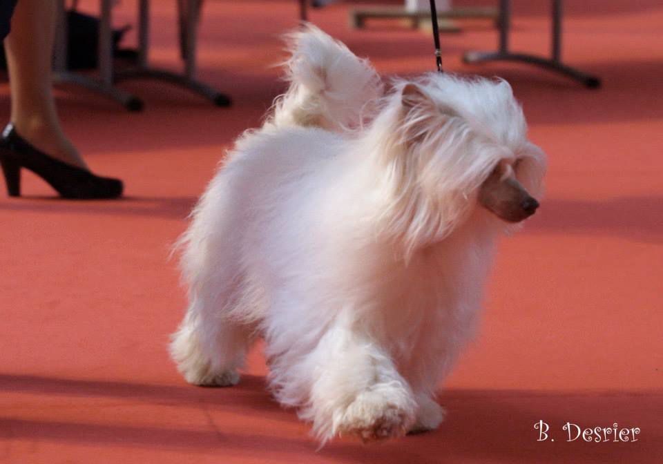 Higgy-pop Du Coeur Des Tenebres